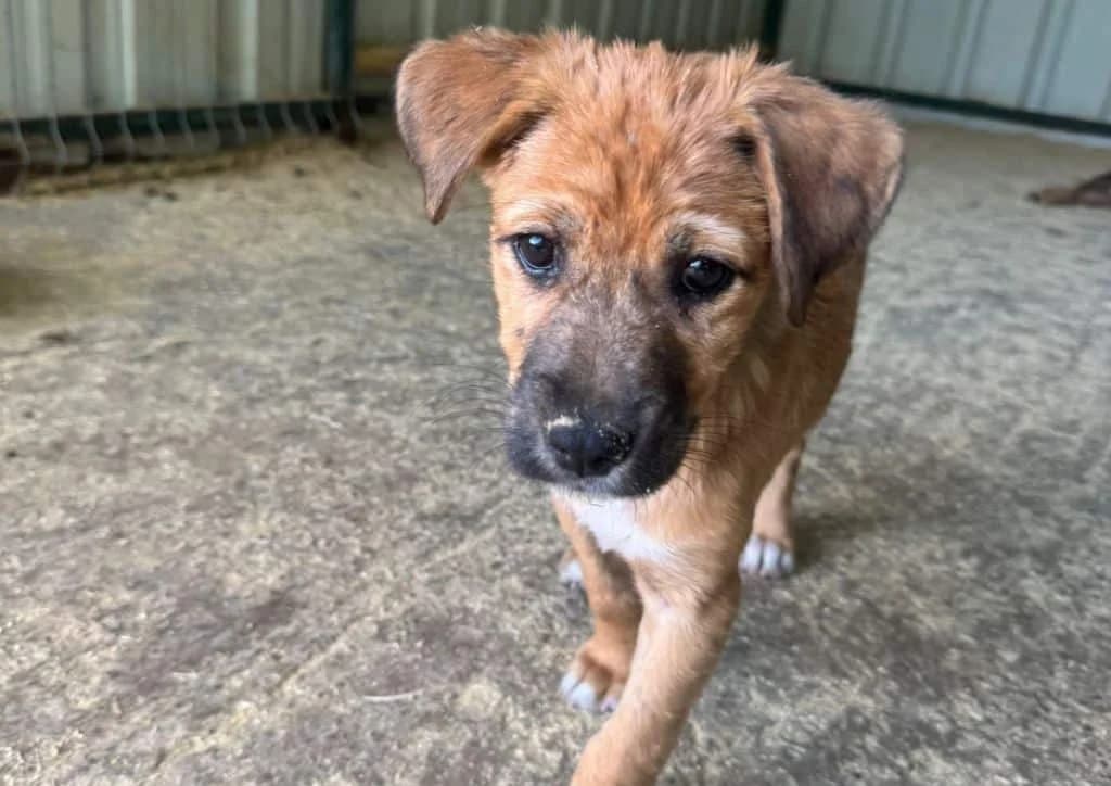 Socks, brown, white male puppy Mixed Breed for adoption at The Dog Rose), Dogrose