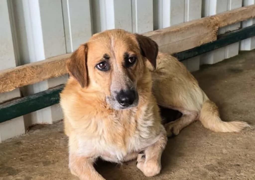 Stracciatella, beige female 4yo Mixed Breed for adoption at The Dog Rose), Dogrose