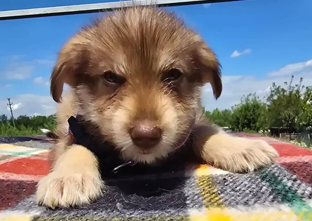 Sundea, brown, beige female puppy Mixed Breed for adoption at The Dog Rose), Dogrose