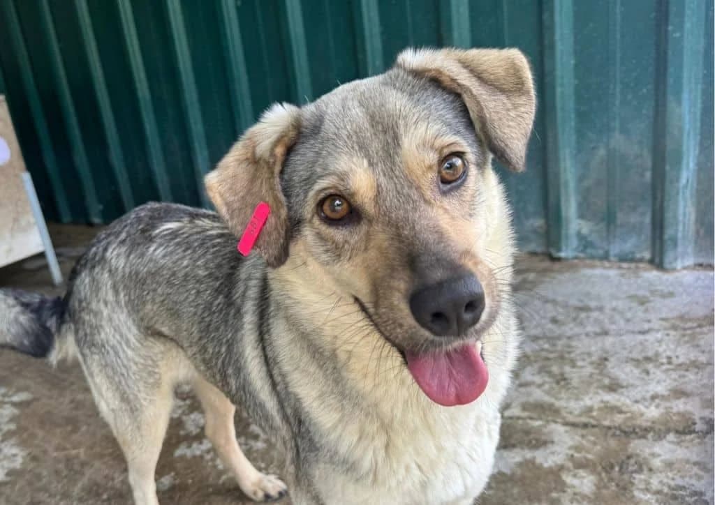 Sunshine, beige female 3yo Mixed Breed for adoption at The Dog Rose), Dogrose