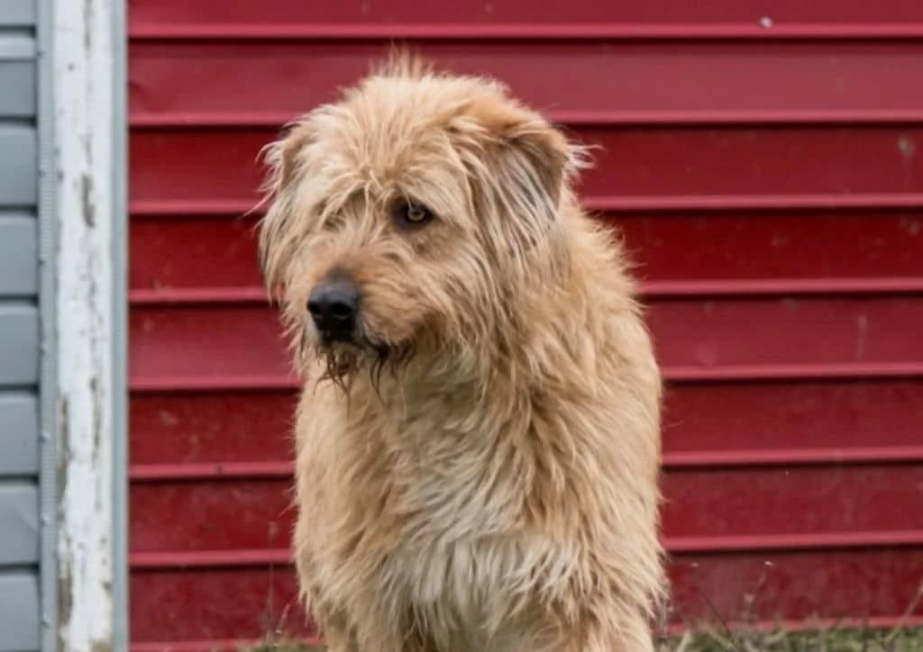 Teddy, orange, white male young Mixed Breed for adoption at The Dog Rose), Dogrose