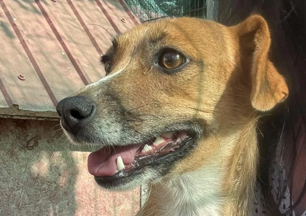 Tessa, beige, white female 3yo Mixed Breed for adoption at The Dog Rose), Dogrose
