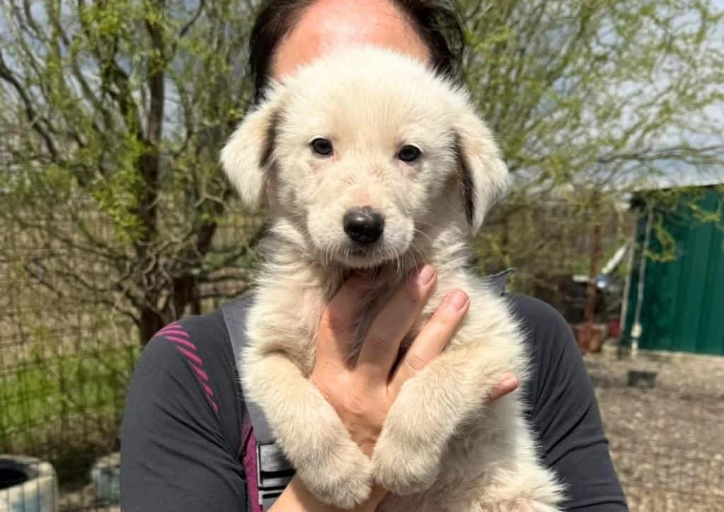 Thai, white male puppy Mixed Breed for adoption at The Dog Rose), Dogrose