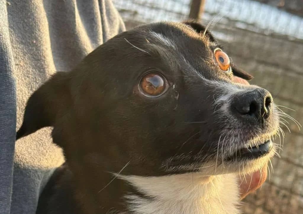 Thor, black, white male young Mixed Breed for adoption at The Dog Rose), Dogrose