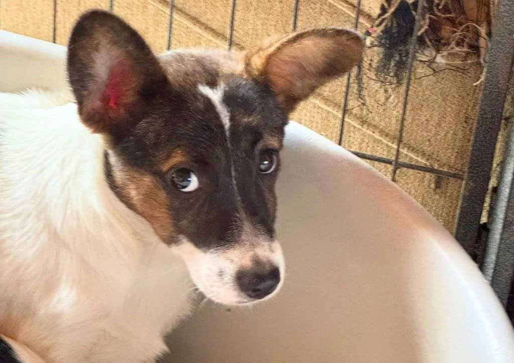 Tiara, white, beige, black female Mixed Breed for adoption at The Dog Rose), Dogrose