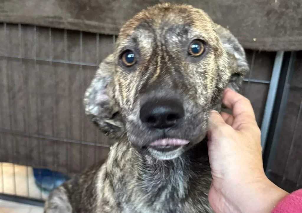 Tigra, brown, black female puppy Mixed Breed for adoption at The Dog Rose), Dogrose