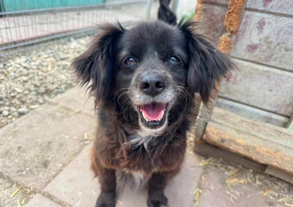 Tina, black female 6yo Mixed Breed for adoption at The Dog Rose), Dogrose