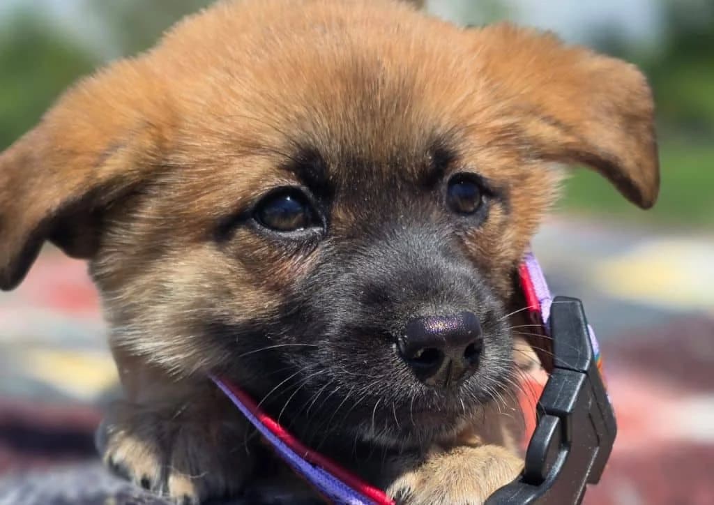 Tinckerbell, brown, beige female puppy Mixed Breed for adoption at The Dog Rose), Dogrose