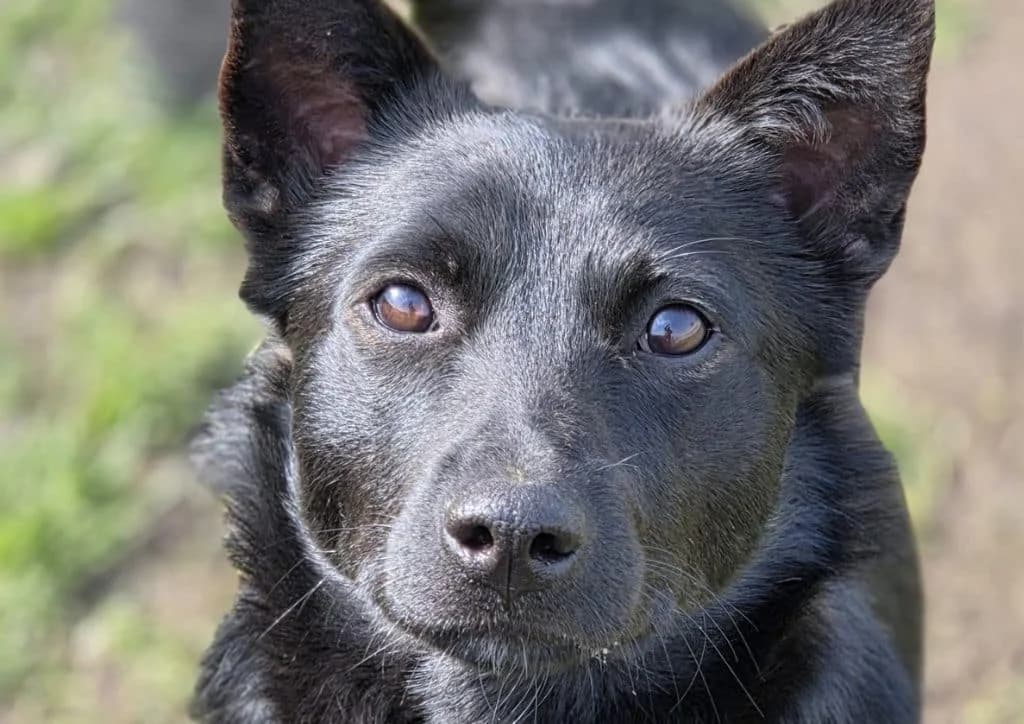 Tino, black male young Mixed Breed for adoption at The Dog Rose), Dogrose