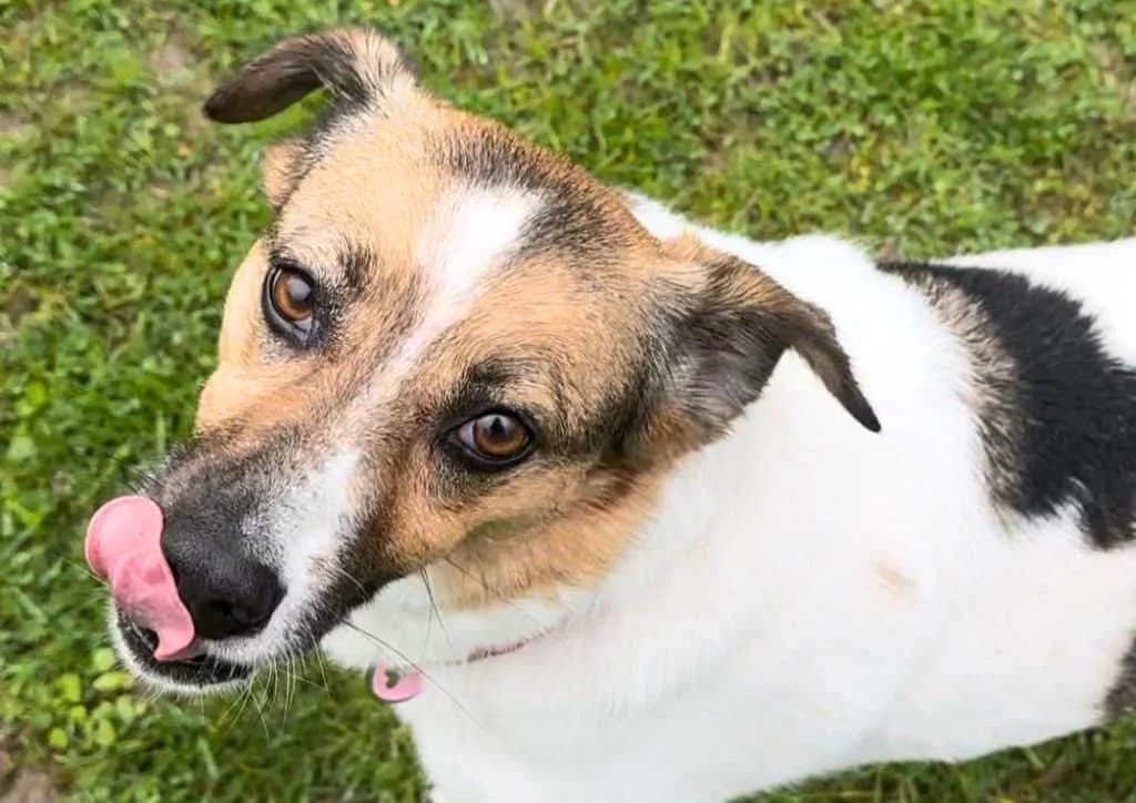 Tomika, white, brown, black female senior Mixed Breed for adoption at The Dog Rose), Dogrose