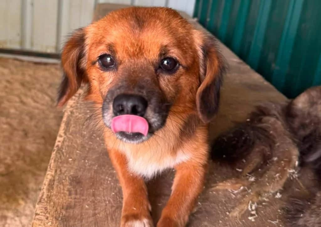 Tony, brown, white male 3yo Mixed Breed for adoption at The Dog Rose), Dogrose