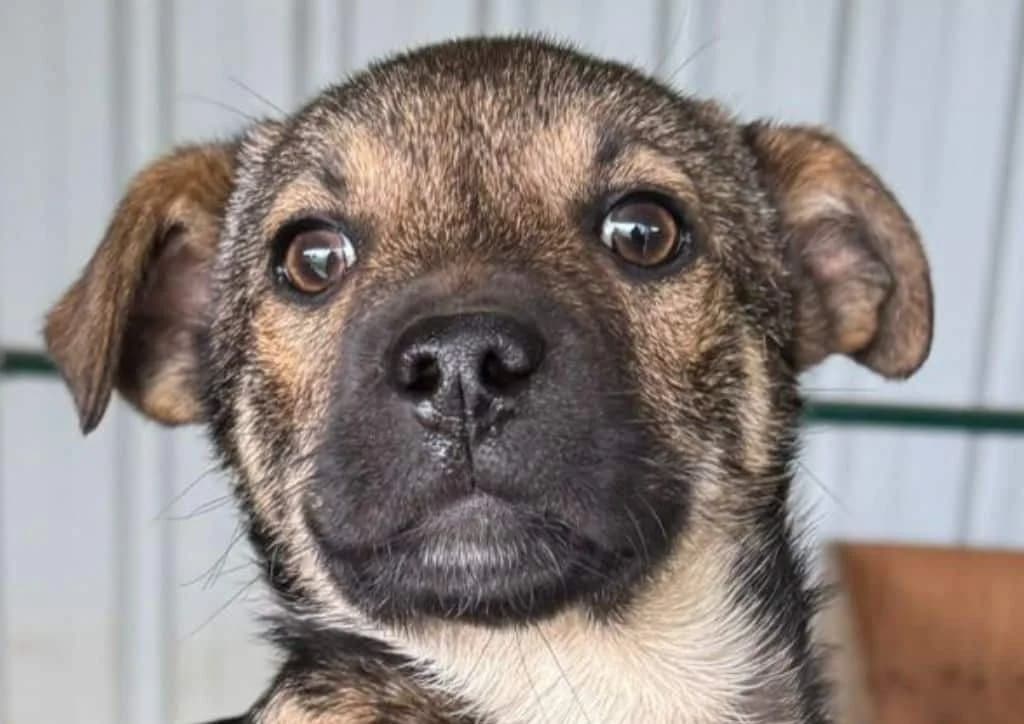 Torino, brown, beige male puppy Mixed Breed for adoption at The Dog Rose), Dogrose