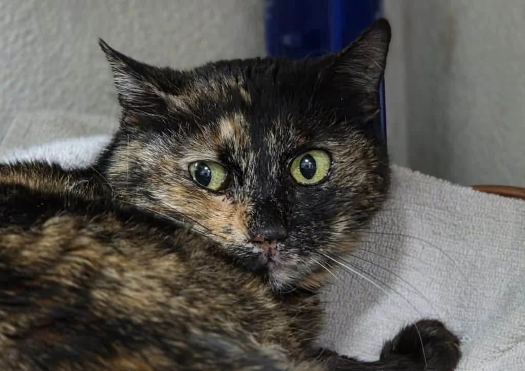 Tortie, brown, beige female young Mixed Breed for adoption at The Dog Rose), Dogrose