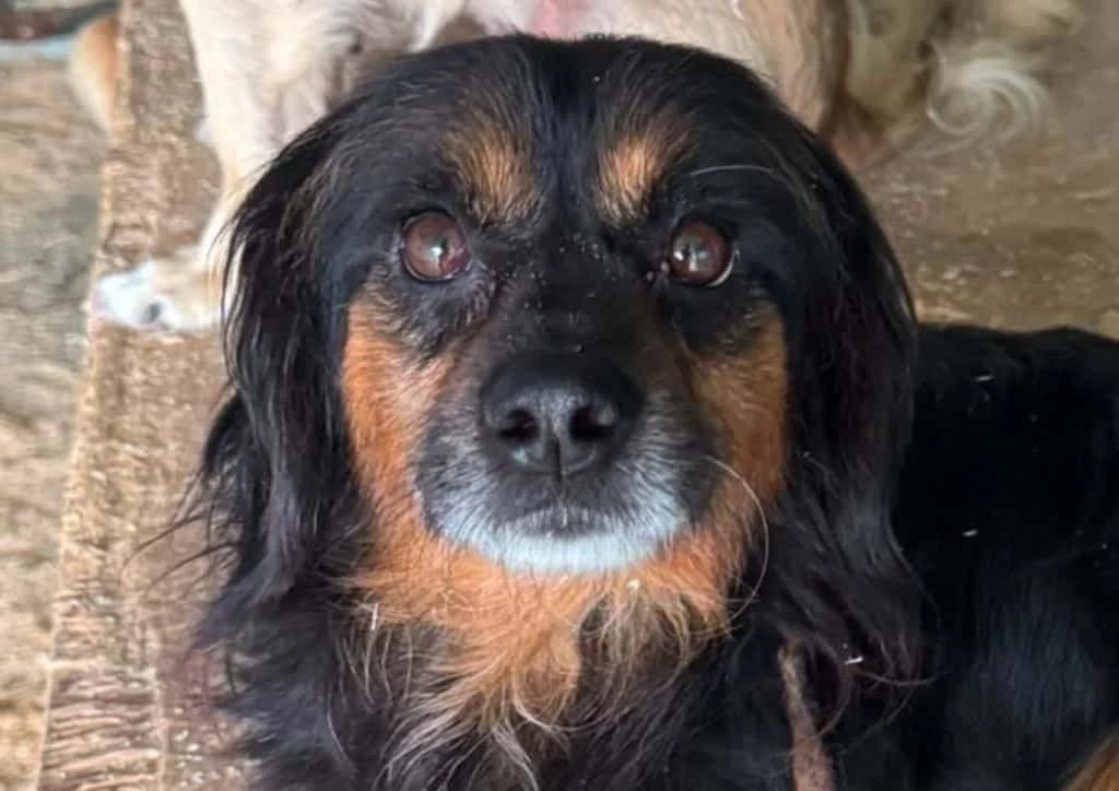 Twix, brown, black, white male 4yo Mixed Breed for adoption at The Dog Rose), Dogrose