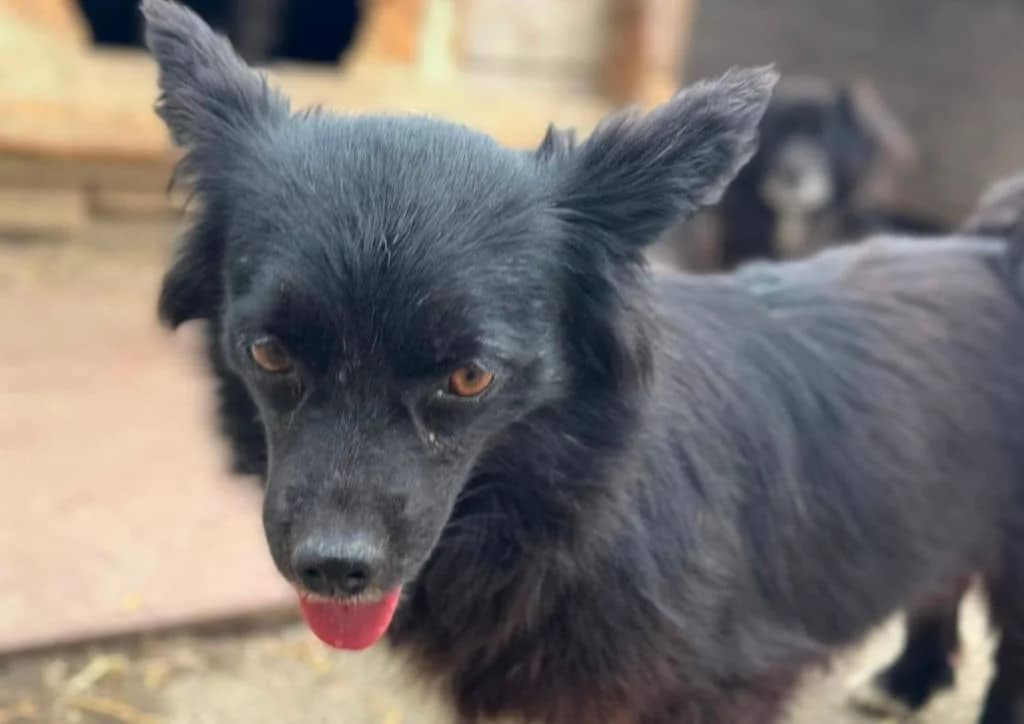 Valle, black, white female 4yo Mixed Breed for adoption at The Dog Rose), Dogrose