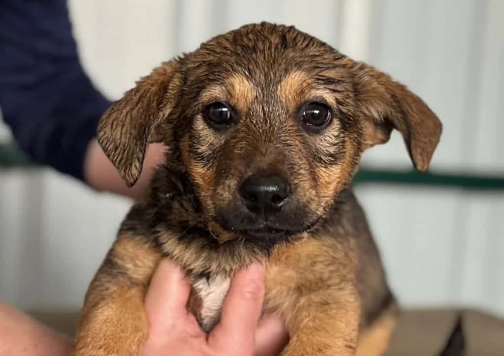 Vara, brown female puppy Mixed Breed for adoption at The Dog Rose), Dogrose