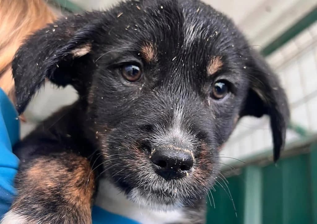 Vivo, beige, black, white male puppy Mixed Breed for adoption at The Dog Rose), Dogrose