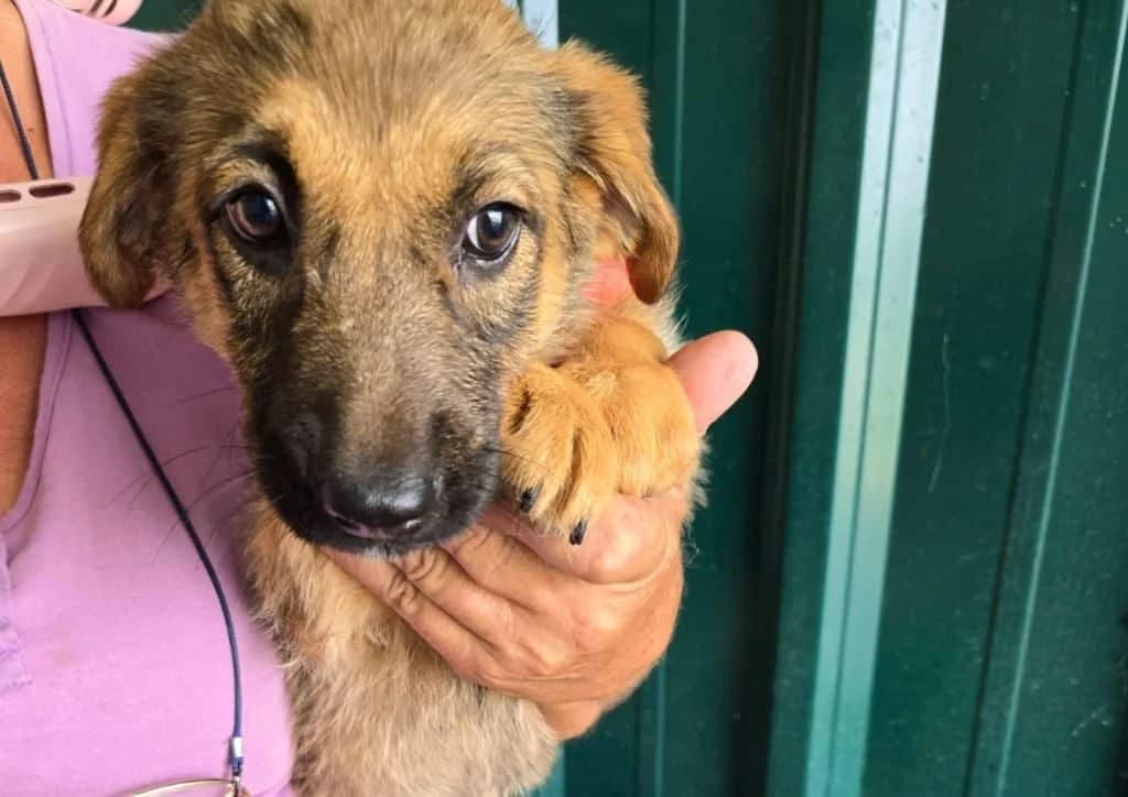 Yara, brown female puppy Mixed Breed for adoption at The Dog Rose), Dogrose