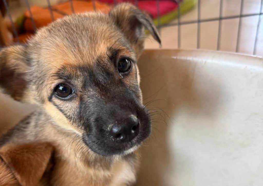 Yuca, brown, white female Mixed Breed for adoption at The Dog Rose), Dogrose