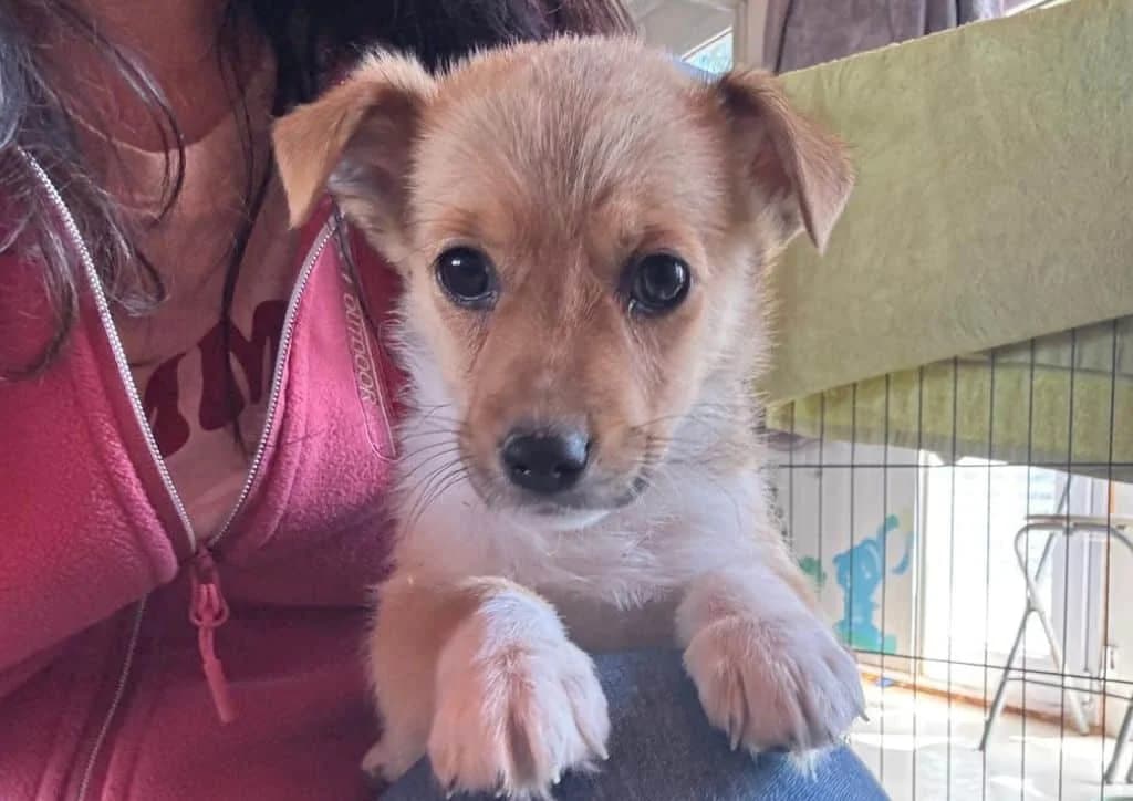 Yvonne, beige, white female Mixed Breed for adoption at The Dog Rose), Dogrose