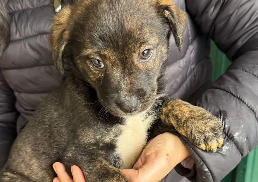 Zipo, male puppy Mixed Breed for adoption at The Dog Rose), Dogrose