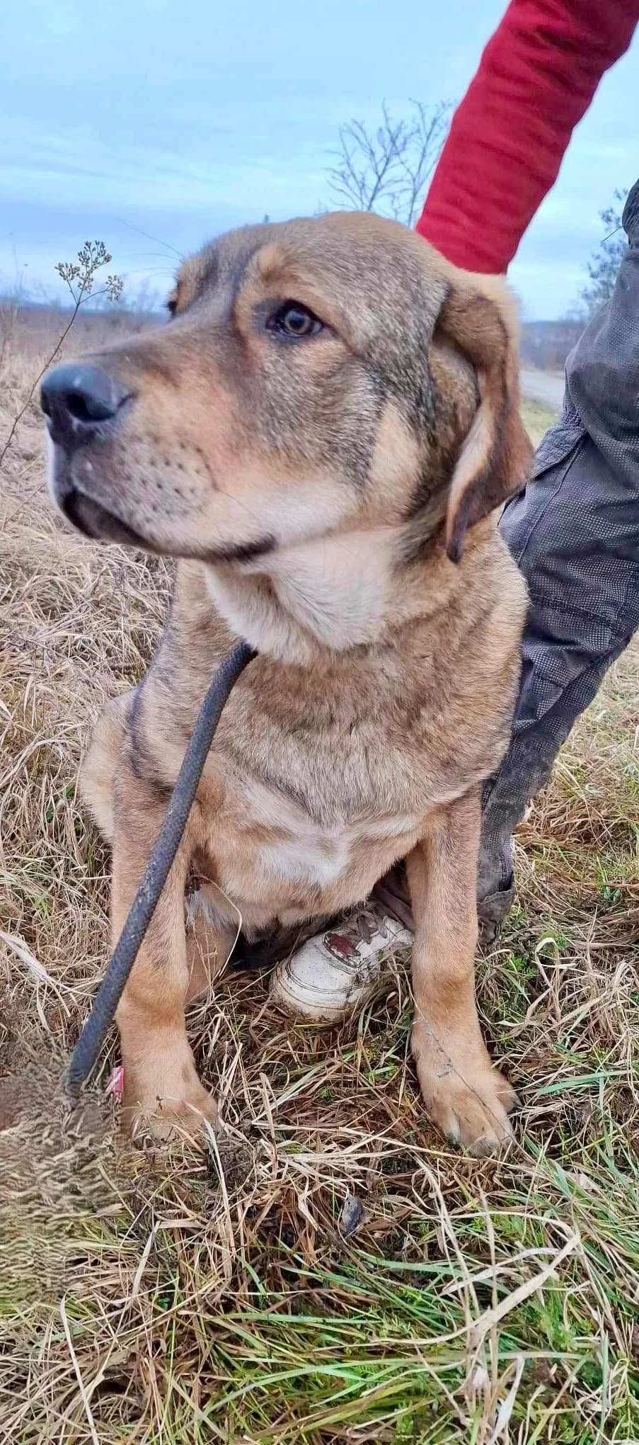 Alfi, male Mixed Breed for adoption at Glueckshunde