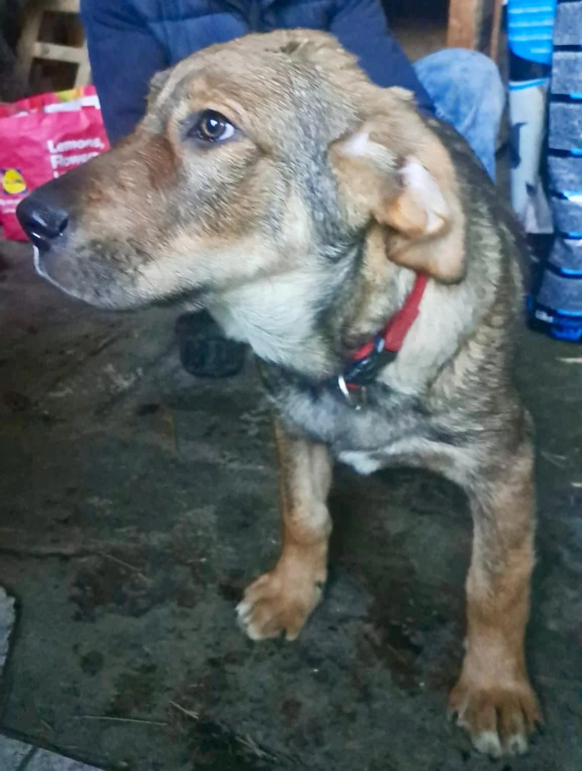 Alfi, male Mixed Breed for adoption at Glückshunde Schweiz, Glueckshunde photo 3