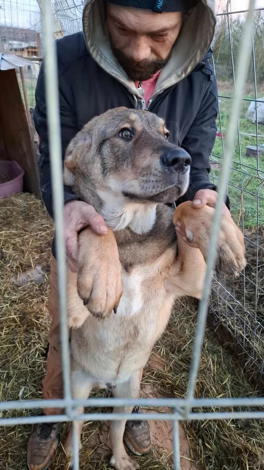 Alfi, male Mixed Breed for adoption at Glückshunde Schweiz, Glueckshunde photo 4