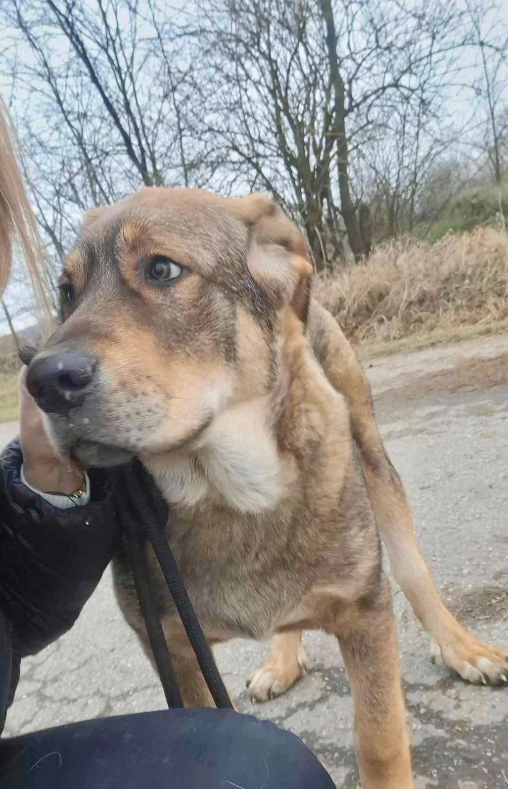 Alfi, male Mixed Breed for adoption at Glückshunde Schweiz, Glueckshunde photo 5