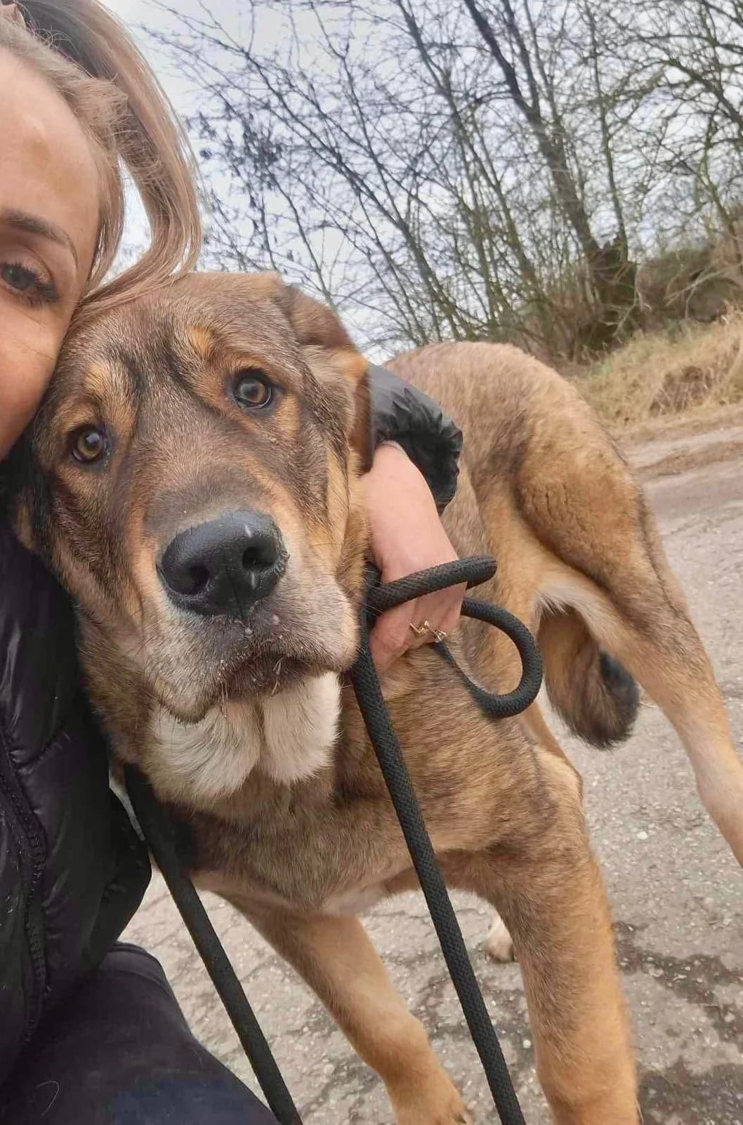 Alfi, male Mixed Breed for adoption at Glückshunde Schweiz, Glueckshunde photo 6