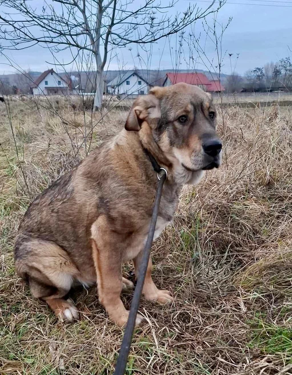 Alfi, male Mixed Breed for adoption at Glückshunde Schweiz, Glueckshunde photo 7