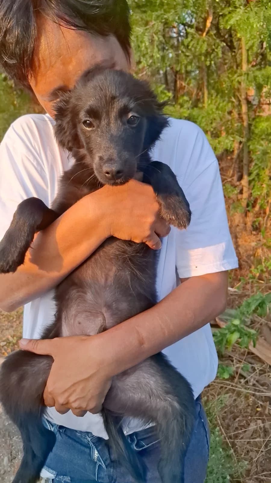 Anton, male puppy Mixed Breed for adoption at Glückshunde Schweiz, Glueckshunde