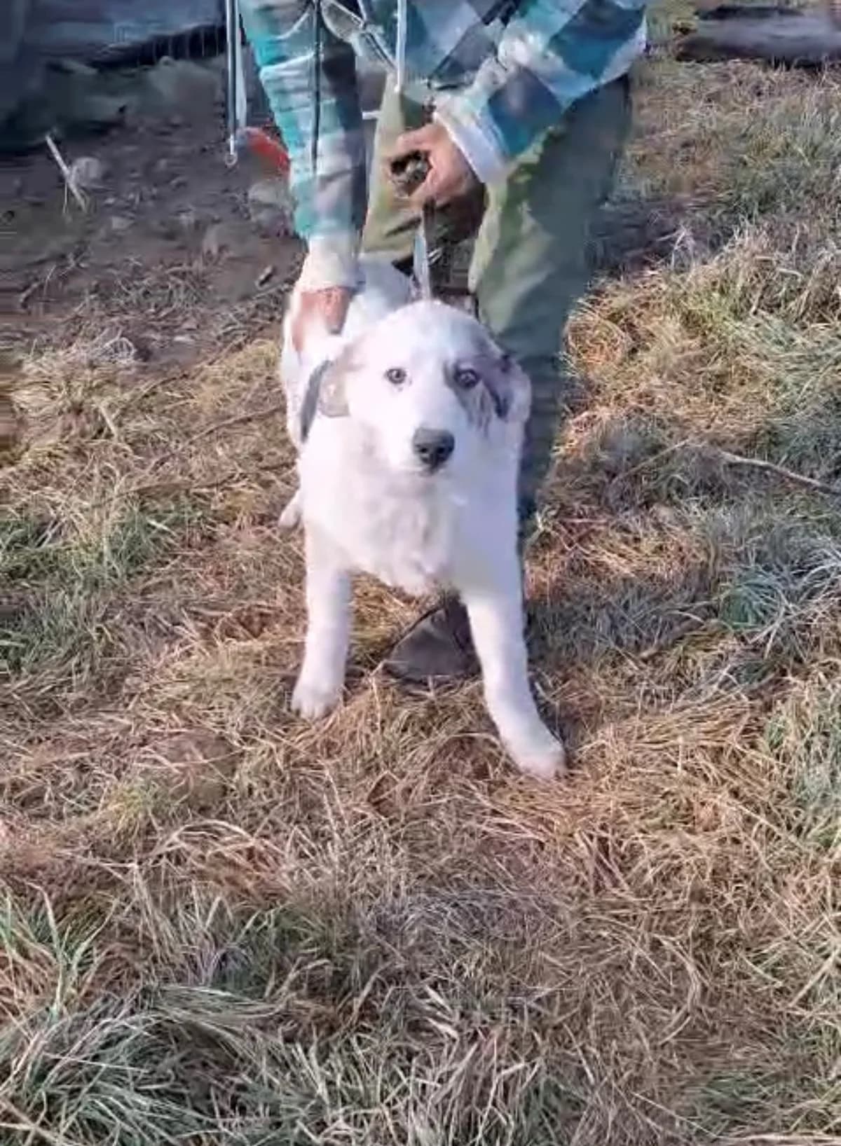 Anuk, male Mixed Breed for adoption at Glueckshunde