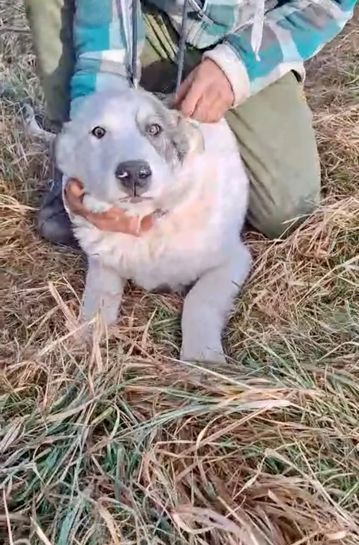 Anuk, male Mixed Breed for adoption at Glückshunde Schweiz, Glueckshunde photo 2