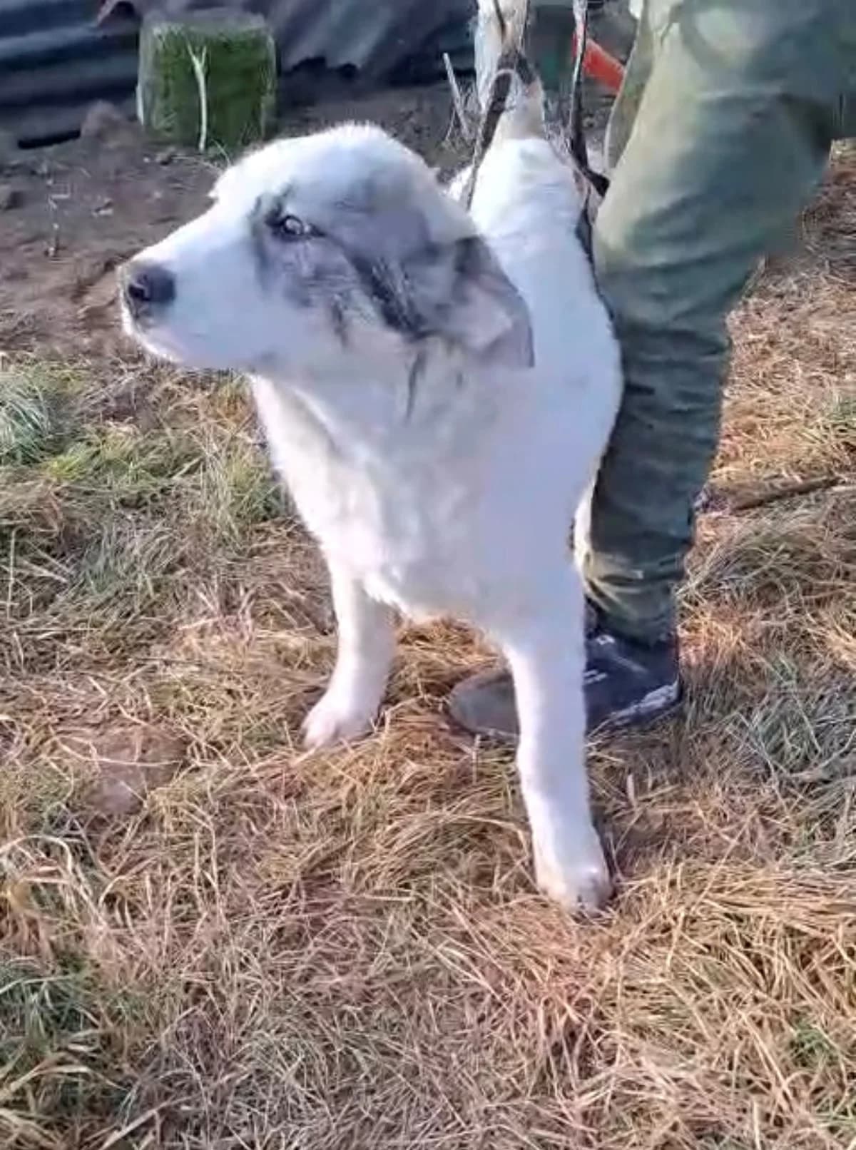 Anuk, male Mixed Breed for adoption at Glückshunde Schweiz, Glueckshunde photo 4