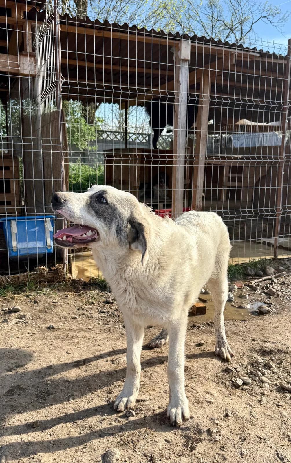 Anuk, male Mixed Breed for adoption at Glückshunde Schweiz, Glueckshunde photo 5