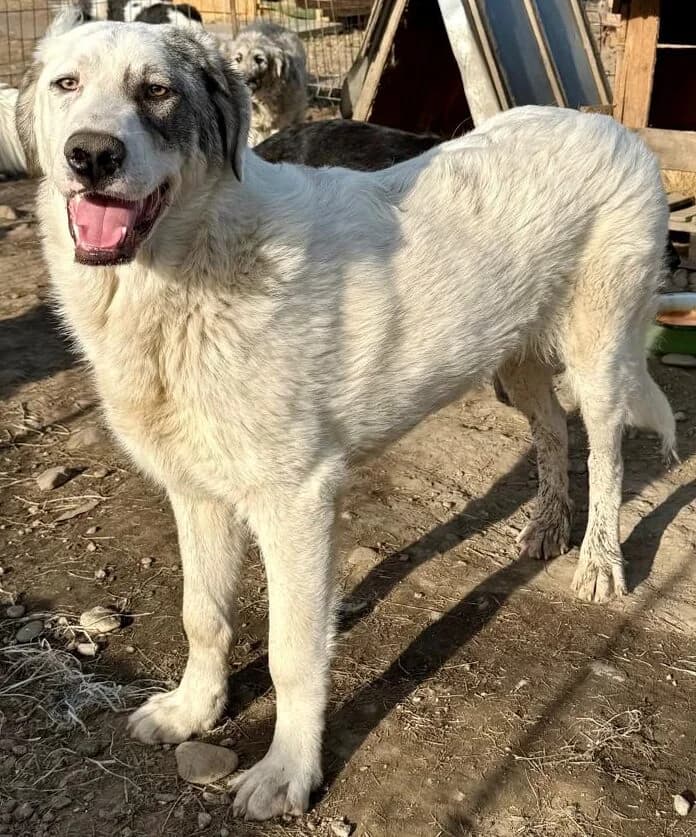 Anuk, male Mixed Breed for adoption at Glückshunde Schweiz, Glueckshunde photo 6