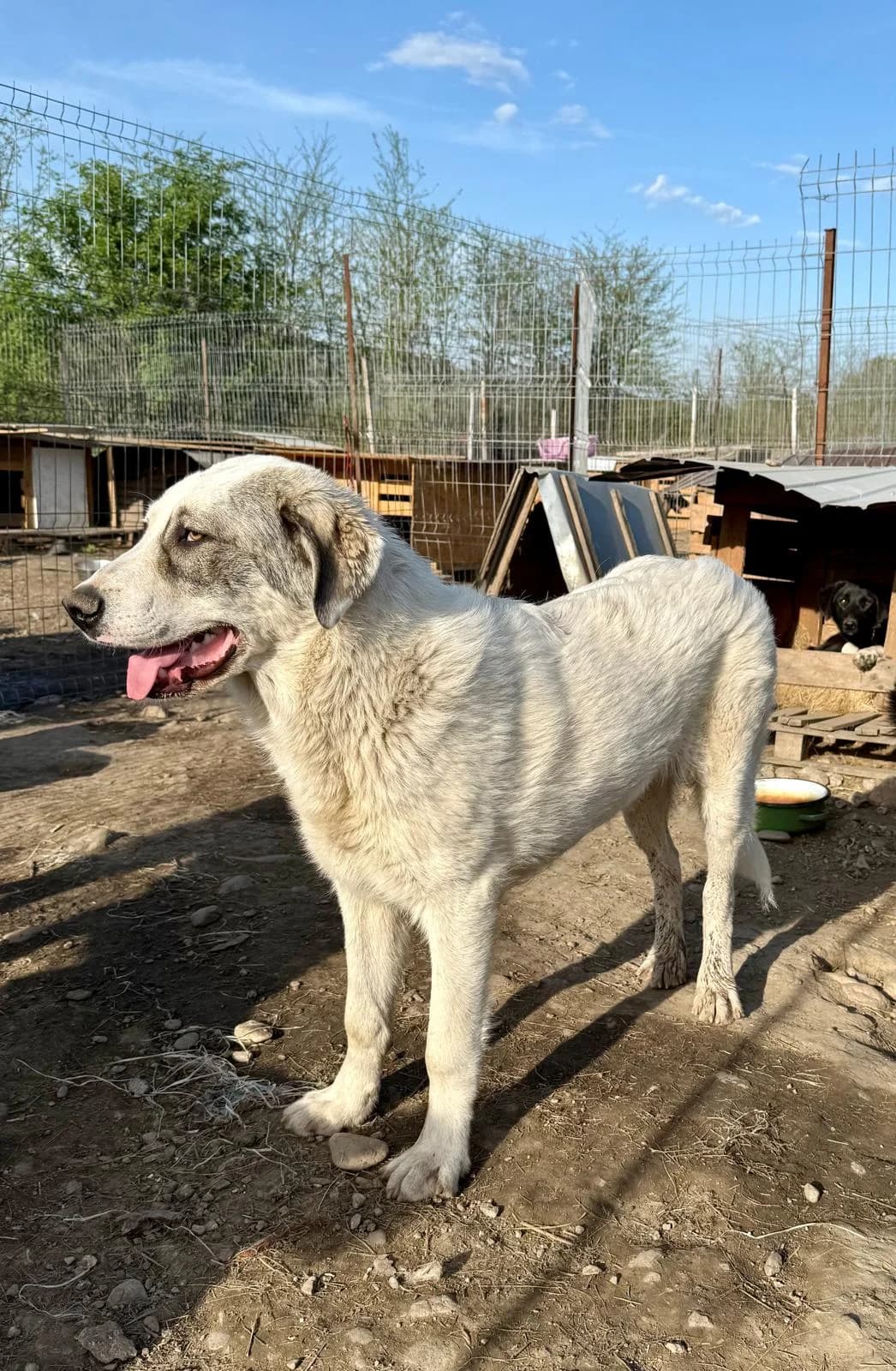 Anuk, male Mixed Breed for adoption at Glückshunde Schweiz, Glueckshunde photo 7