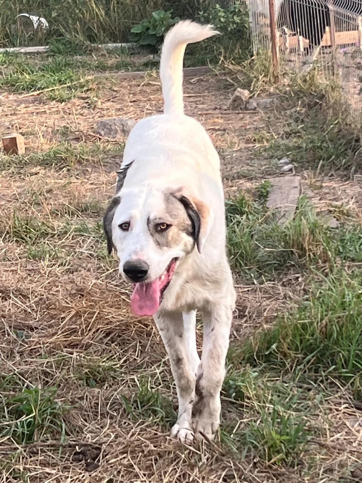 Anuk, male Mixed Breed for adoption at Glückshunde Schweiz, Glueckshunde photo 8