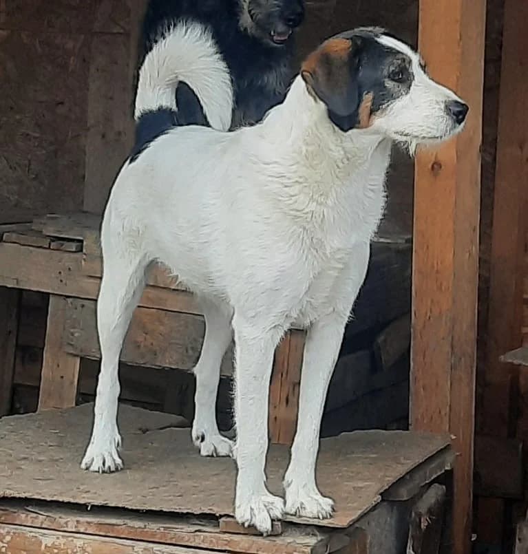 Ayla, female Mixed Breed for adoption at Glueckshunde
