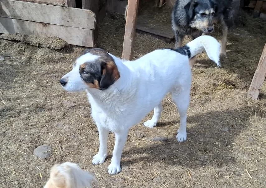 Ayla, female Mixed Breed for adoption at Glückshunde Schweiz, Glueckshunde photo 2