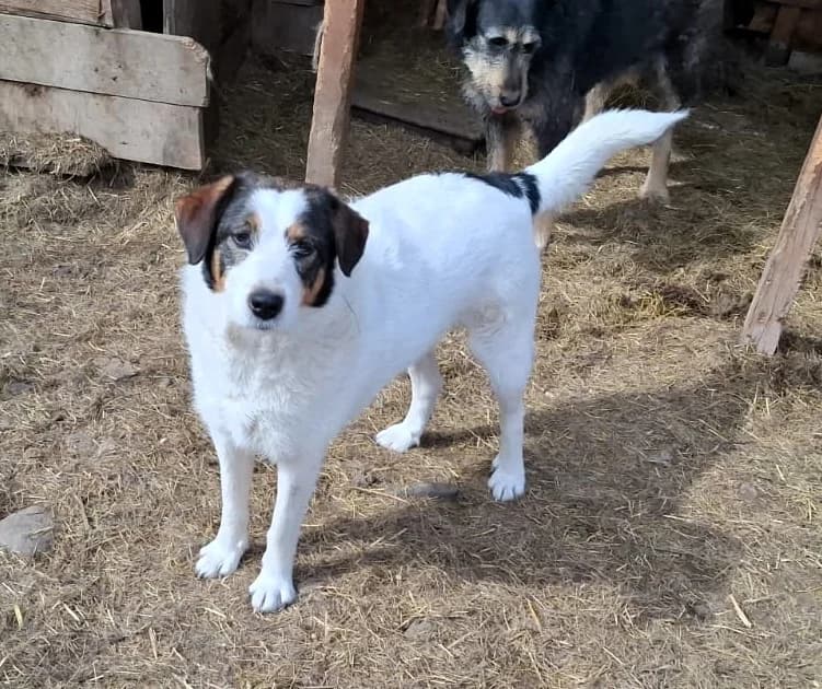 Ayla, female Mixed Breed for adoption at Glückshunde Schweiz, Glueckshunde photo 3
