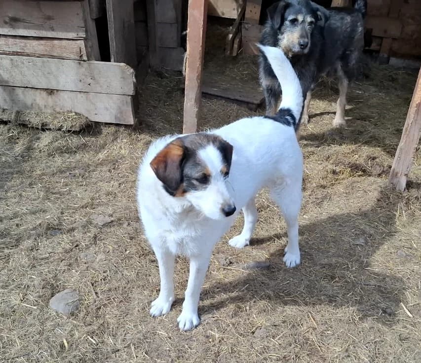 Ayla, female Mixed Breed for adoption at Glückshunde Schweiz, Glueckshunde photo 4