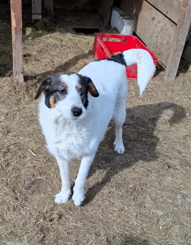 Ayla, female Mixed Breed for adoption at Glückshunde Schweiz, Glueckshunde photo 5