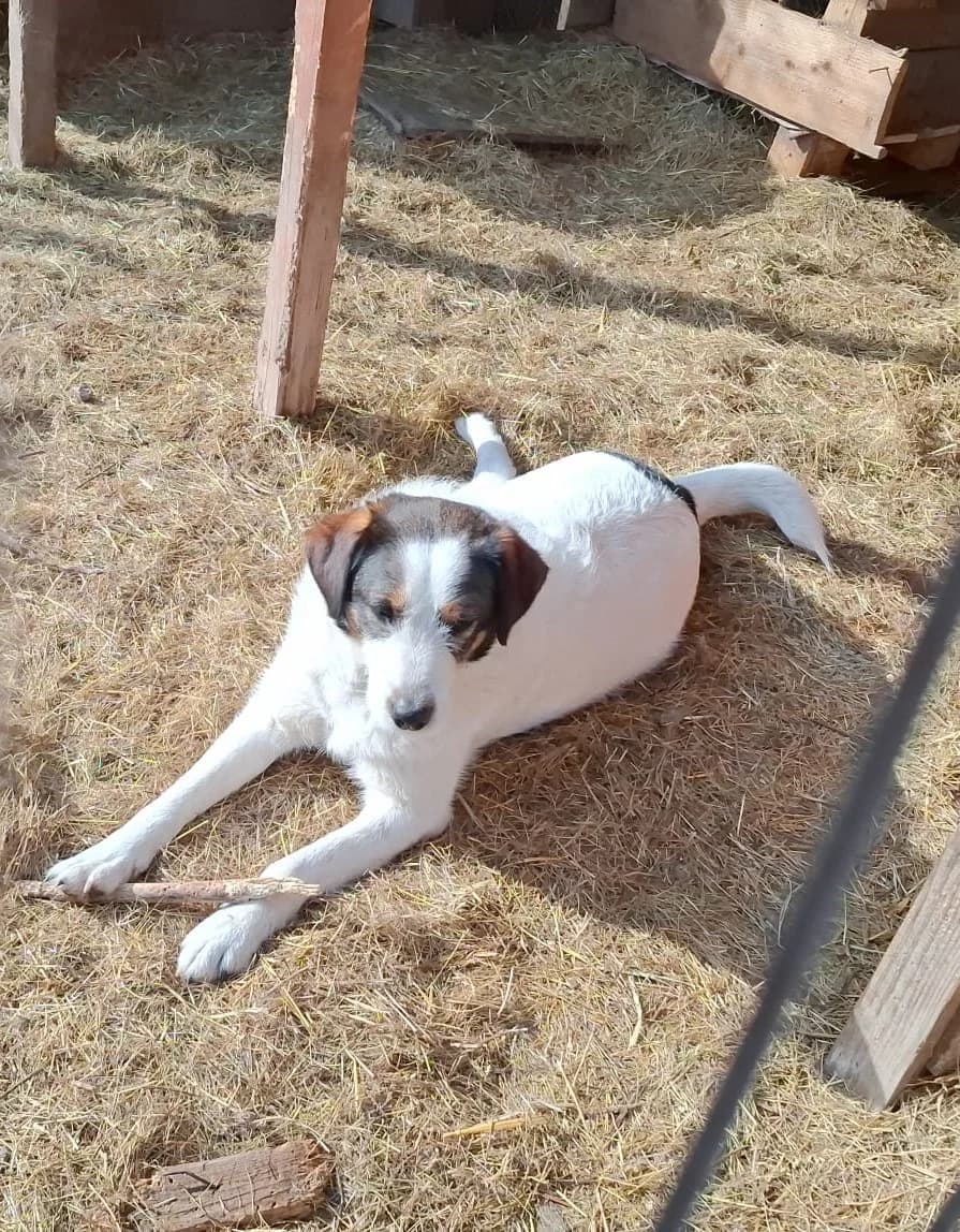 Ayla, female Mixed Breed for adoption at Glückshunde Schweiz, Glueckshunde photo 6