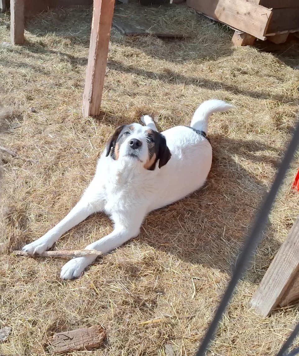 Ayla, female Mixed Breed for adoption at Glückshunde Schweiz, Glueckshunde photo 7