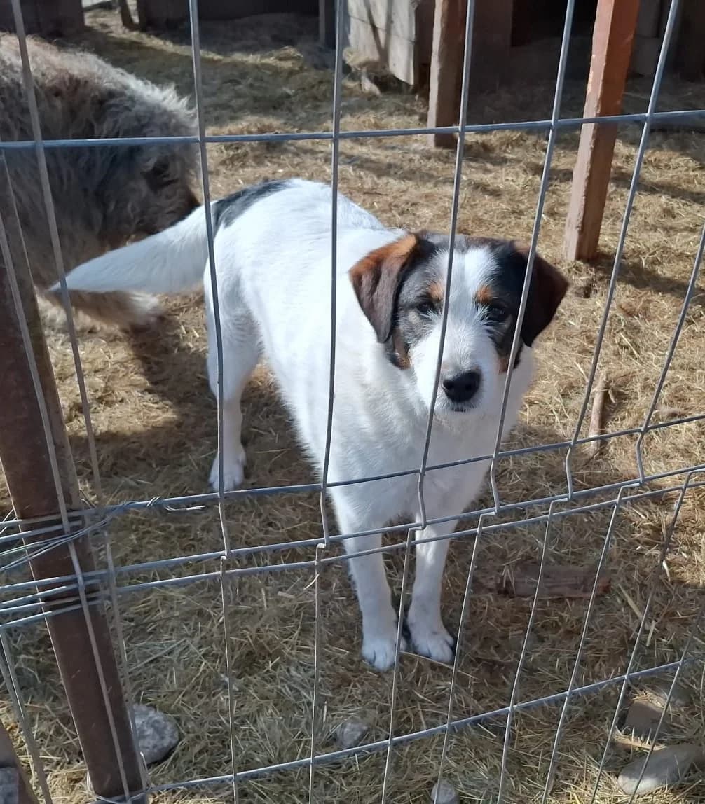 Ayla, female Mixed Breed for adoption at Glückshunde Schweiz, Glueckshunde photo 8