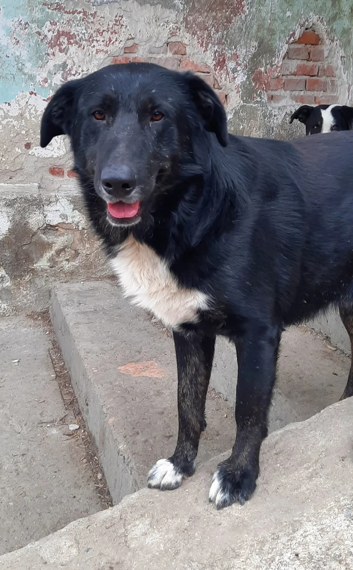 Balu, male Mixed Breed for adoption at Glueckshunde