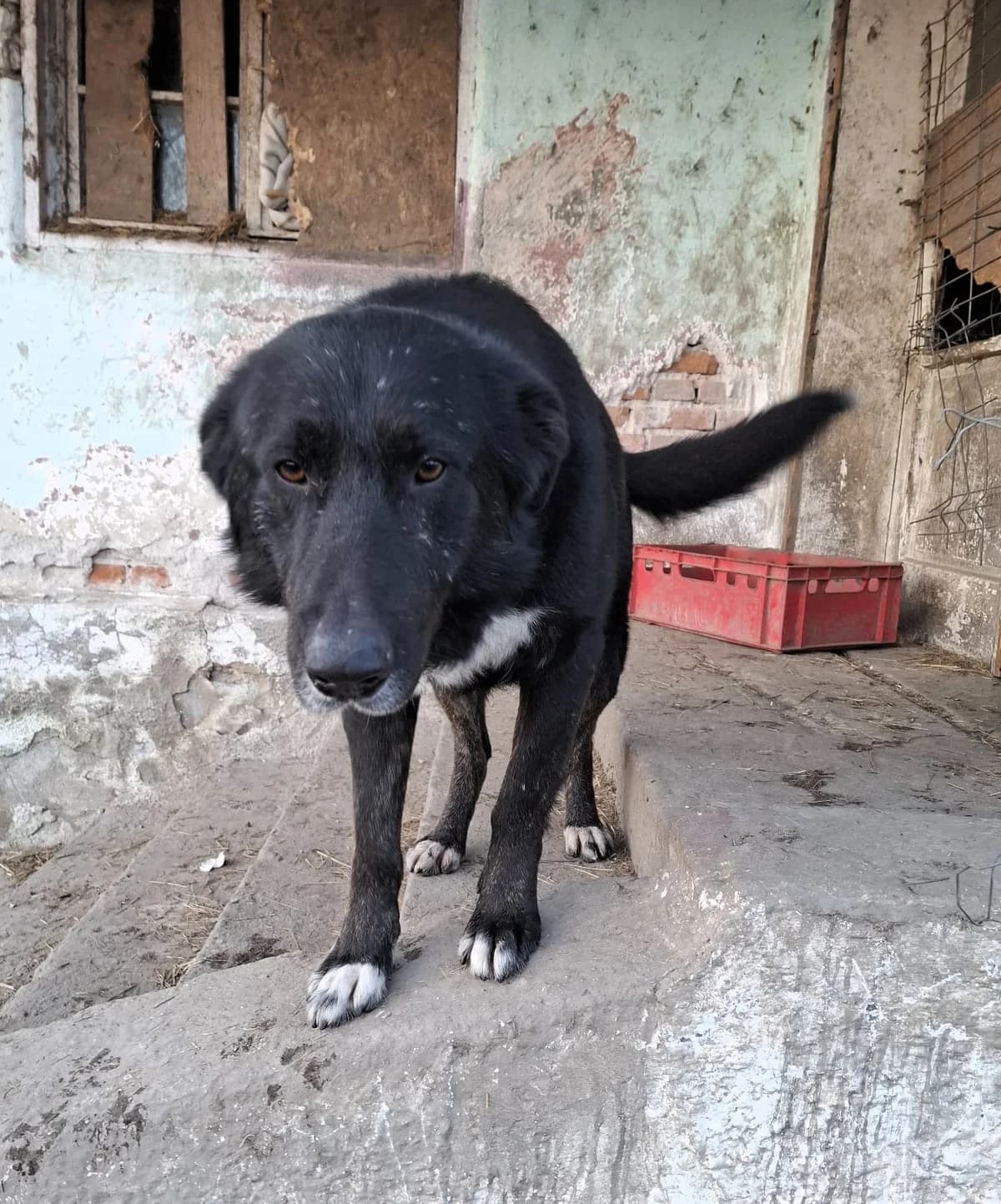 Balu, male Mixed Breed for adoption at Glückshunde Schweiz, Glueckshunde photo 2