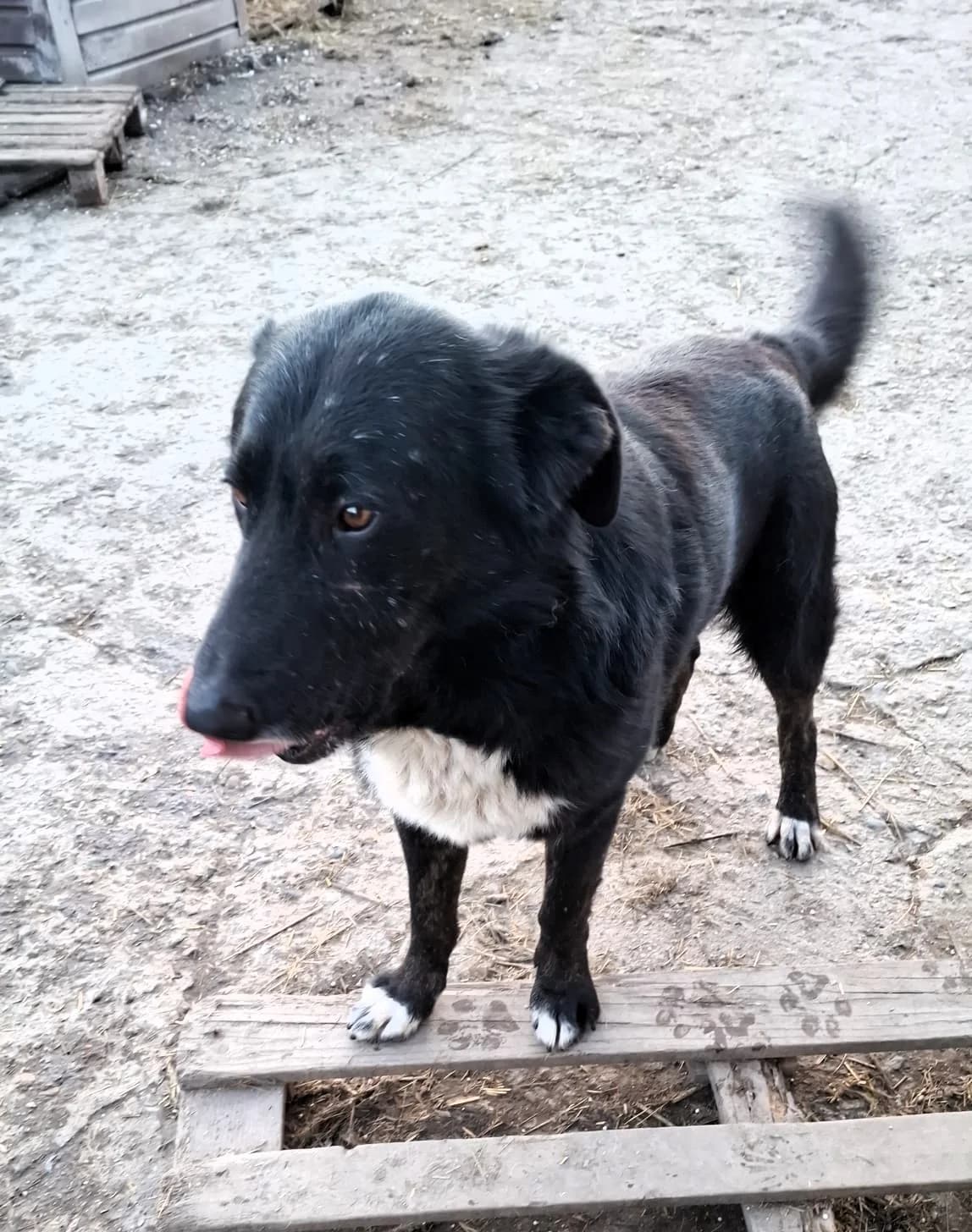 Balu, male Mixed Breed for adoption at Glückshunde Schweiz, Glueckshunde photo 3